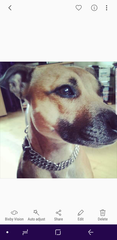 Can anybody help me trace my dog? DURHAM and Surrounding Areas