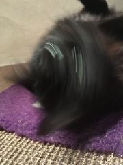One toy mouse found for PB........