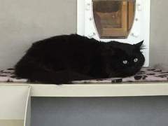 What's your DCat up to today? Episode 6, Return of the... Cats?