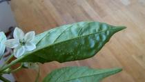 Strange dots on Habanero leaves ....