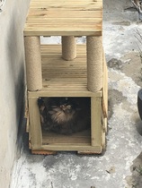 What's your DCat up to today? Episode 6, Return of the... Cats?