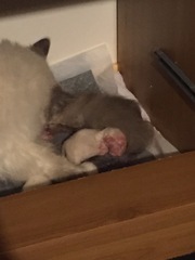 We have kittens!
