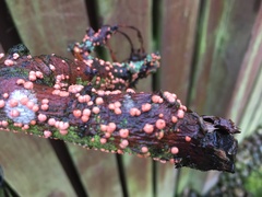 What’s on my Apple Tree?