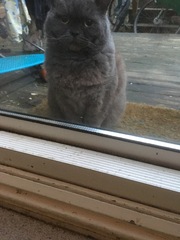 What's your DCat up to today? Episode 6, Return of the... Cats?
