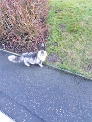 What's your DCat up to today? Episode 6, Return of the... Cats?