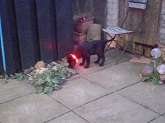 Puppy Survival Thread Part 5!