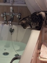 Bengal has scratched DD friend