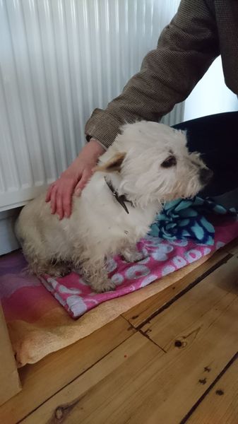 Abandoned dog...advice please :(