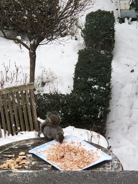 To leave some food out for the fox in our garden.