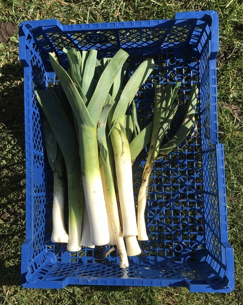 Allotment/Veg patch thread 11 'We bid  farewell to rainbow leaves but will keep plotting along'