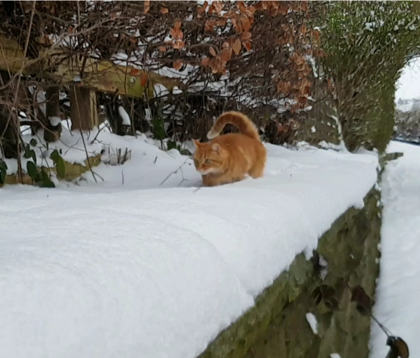 To not let my stupid cats freeze to death (lighthearted)