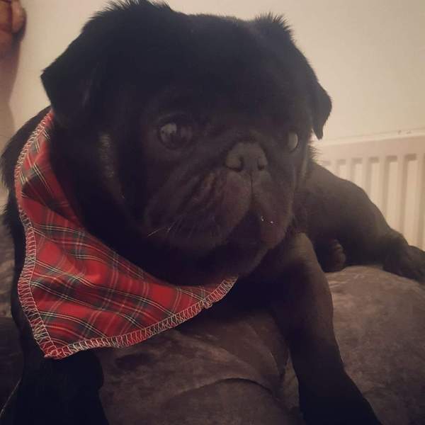 Pugs