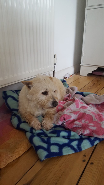 Abandoned dog...advice please :(