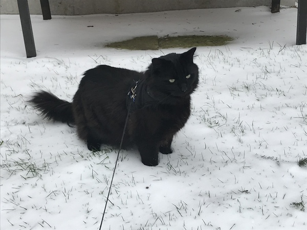 Does your cat like the snow?