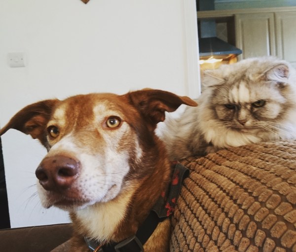 Dogs and house cats?