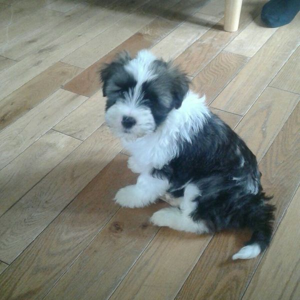 Puppy Survival Thread Part 6
