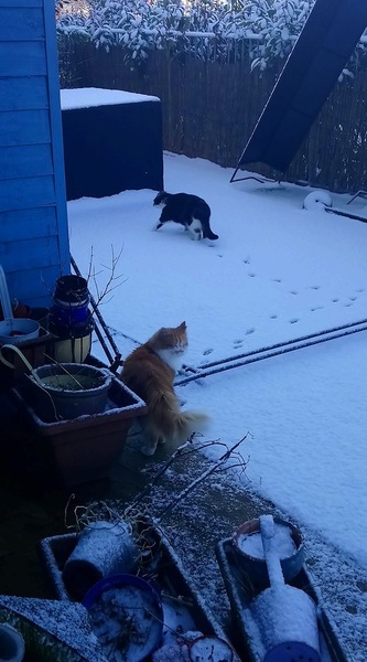 To not let my stupid cats freeze to death (lighthearted)