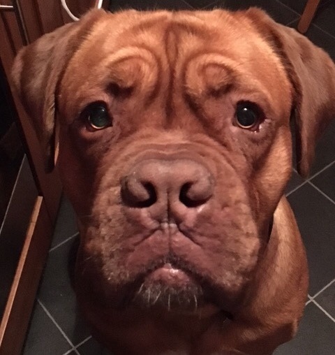 Why do people continue to get get certain breed of dogs?