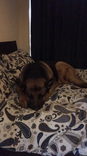 Why do people continue to get get certain breed of dogs?