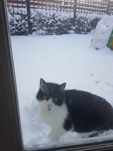 To not let my stupid cats freeze to death (lighthearted)