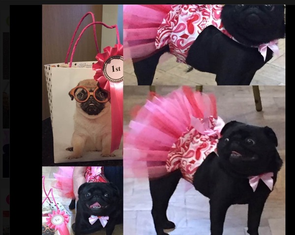 Pugs