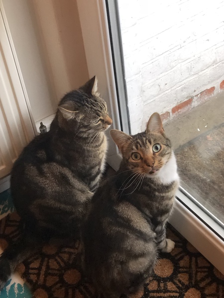 To not let my stupid cats freeze to death (lighthearted)