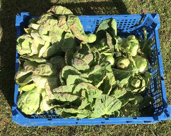 Allotment/Veg patch thread 11 'We bid  farewell to rainbow leaves but will keep plotting along'