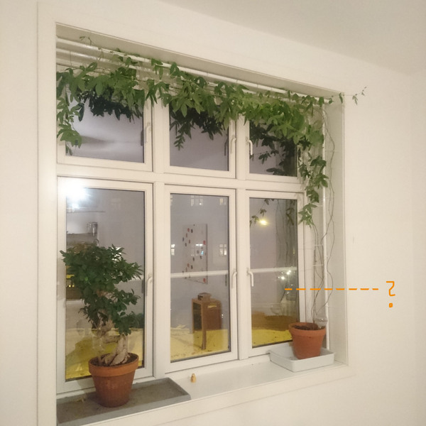 Help with indoor passiflora (picture attached)