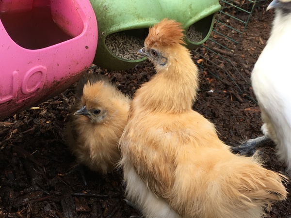 Reputable places to buy Silkie chickens
