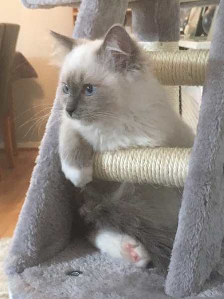 We have kittens!