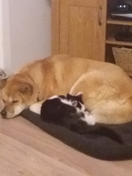 Why do people continue to get get certain breed of dogs?