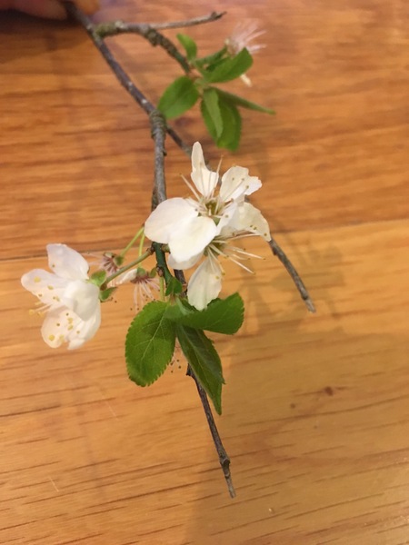 What kind of tree is this?