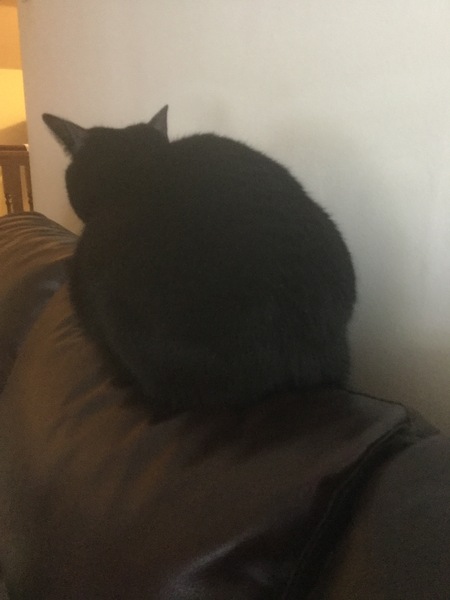 To not let my stupid cats freeze to death (lighthearted)