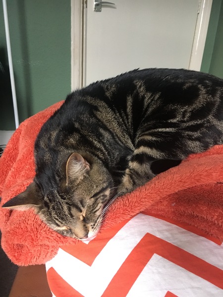 Wow she’s actuallu using a bed made for cats!