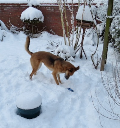 Any dogs out there loving the snow?