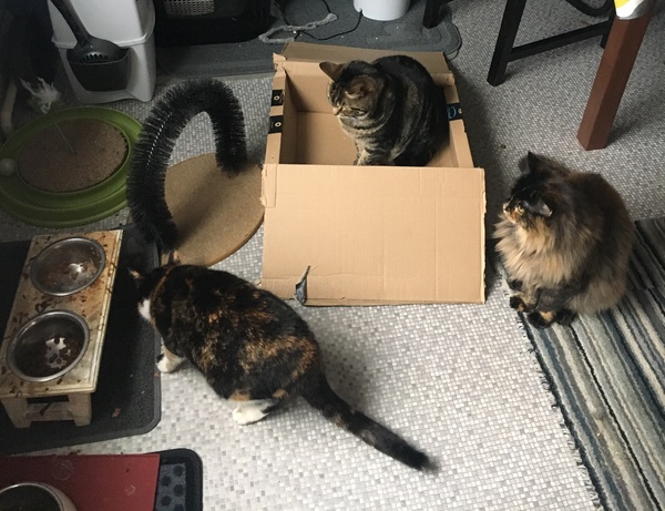 What's your DCat up to today? Episode 6, Return of the... Cats?