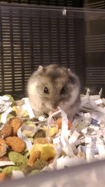 New Hamster name help. Obligatory photo attached.