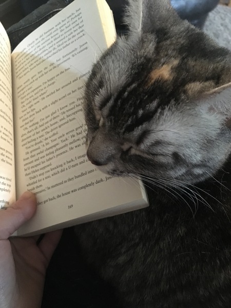 Cats and (lack of) personal space.