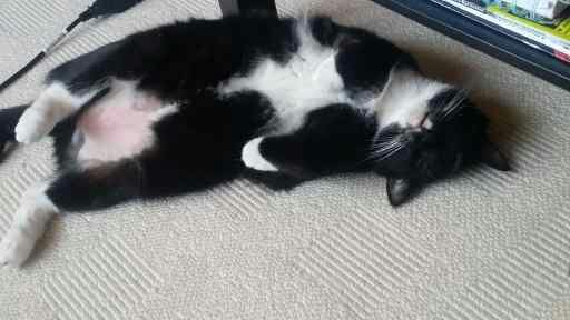 Rescue cat is home!!!!