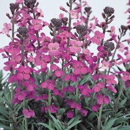 something pretty in pots for outside front door?