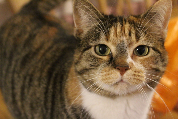 Missing cat - Norwich