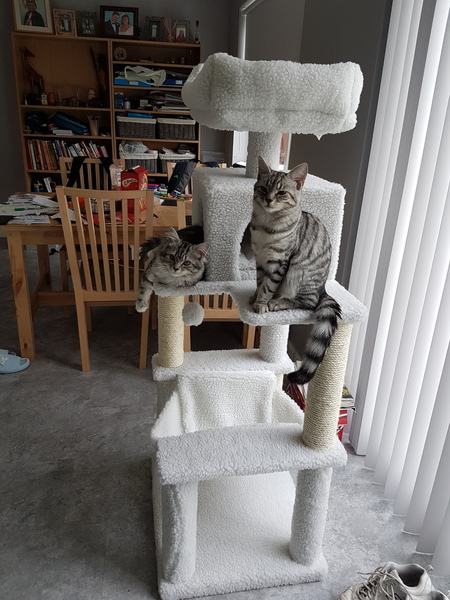 Our first cat joins us next week!