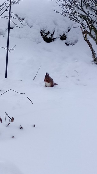 OMG my garden's full of birds!