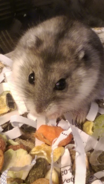 New Hamster name help. Obligatory photo attached.