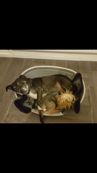 Why do people continue to get get certain breed of dogs?