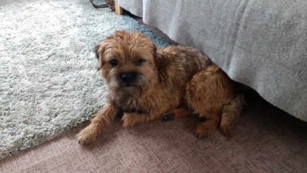 Patterdale or Cockapoo?