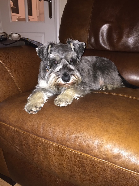 What breed would go well with a Cairn? Fantasy dog family long-term plan