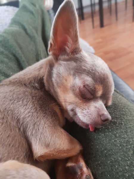 Why do people continue to get get certain breed of dogs?