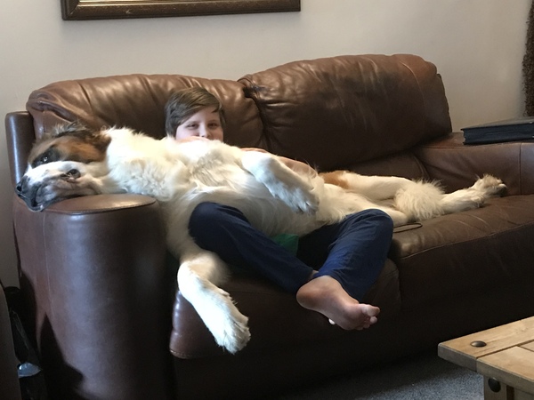 Why do people continue to get get certain breed of dogs?