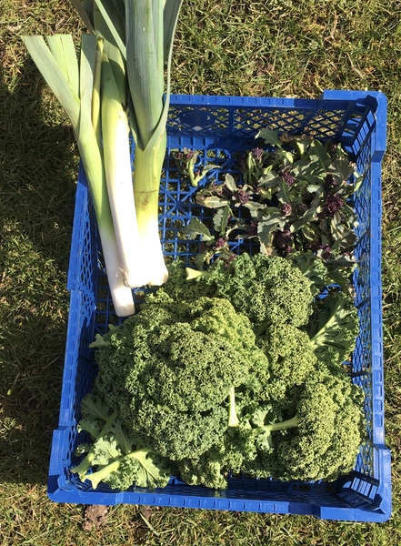 Allotment/Veg patch thread 11 'We bid  farewell to rainbow leaves but will keep plotting along'